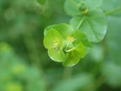 Euphorbia stricta