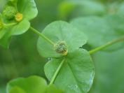 Euphorbia stricta