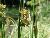 Juncus effusus