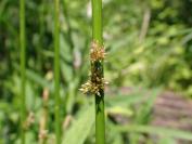 Juncus effusus