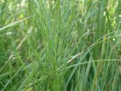 Equisetum palustre