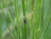 Equisetum palustre