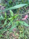 Persicaria