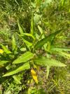 Persicaria amphibia