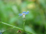 Myosotis scorpioides