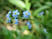 Myosotis scorpioides