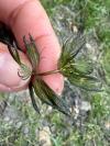 Myriophyllum spicatum