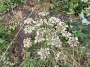 Peucedanum gallicum