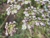 Peucedanum gallicum