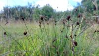 Schoenus nigricans