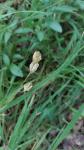 Hyacinthoides non-scripta