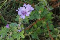 Malva sylvestris