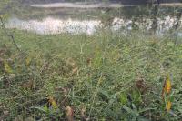 Alisma plantago-aquatica