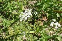 Oenanthe aquatica