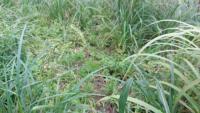 Echinochloa crus-galli