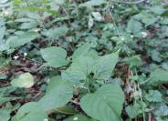 Circaea lutetiana