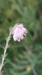 Erica tetralix
