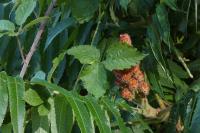 Rhus typhina