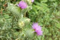 Cirsium vulgare