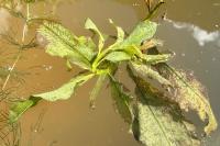 Potamogeton lucens