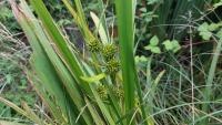 Sparganium erectum