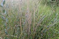 Salix repens