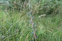 Salix repens