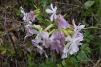 Saponaria officinalis
