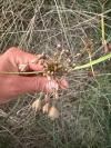 Allium oleraceum