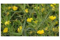 Ludwigia grandiflora