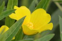 Ludwigia grandiflora