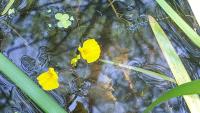 Utricularia vulgaris