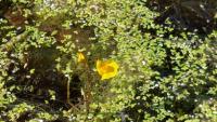 Utricularia vulgaris