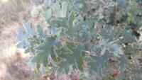 Quercus pyrenaica