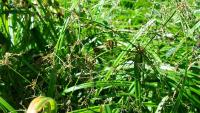 Scirpus sylvaticus