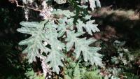 Quercus pyrenaica