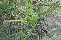 Cyperus eragrostis