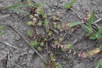 Illecebrum verticillatum