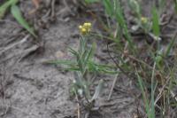 Laphangium luteoalbum