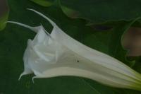 Datura stramonium