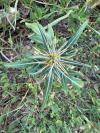 Xanthium spinosum