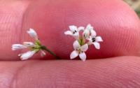 Asperula cynanchica