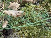Seseli montanum