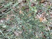 Thesium humifusum