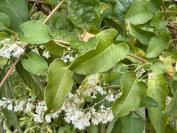 Fallopia baldschuanica