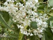 Fallopia baldschuanica