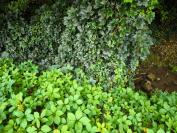 Parthenocissus