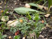 Scandix pecten-veneris