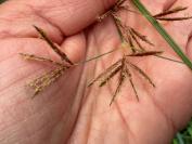 Cyperus longus