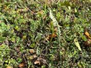 Spiranthes spiralis